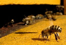 Удивительное рядом – пчела